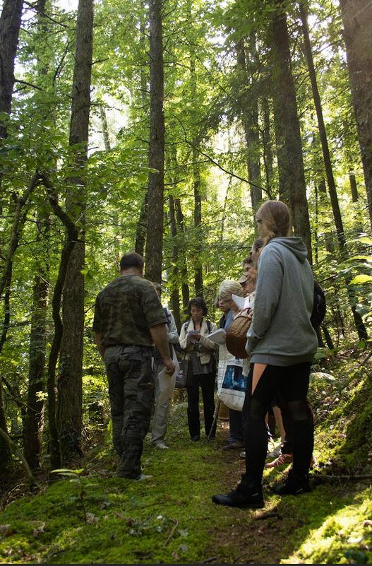 dans les bois